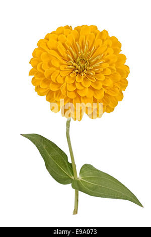 Blume der Zinnie (Lat. Zinnia) Stockfoto