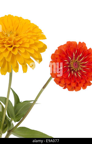 Blume der Zinnie (Lat. Zinnia) Stockfoto