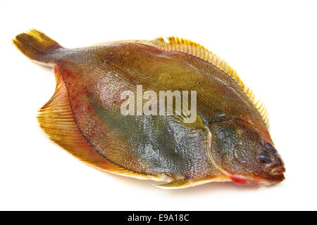 Frische Fische Flunder auf weißem Hintergrund Stockfoto