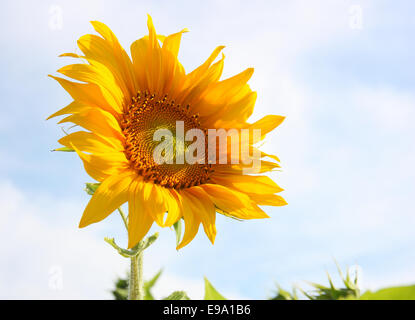 Schöne Sonnenblumen gegen blauen Himmel Stockfoto