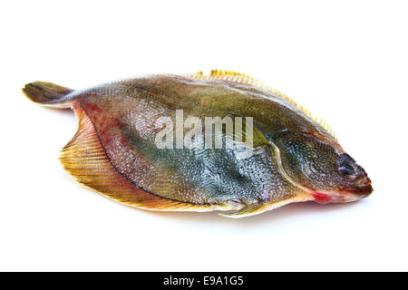 Frische Fische Flunder auf weißem Hintergrund Stockfoto