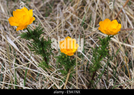 Flowe, Trollblume Stockfoto