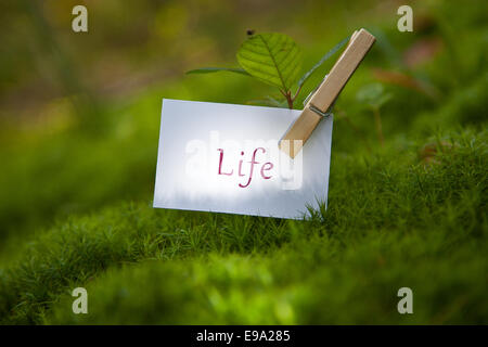 Das Wort Leben auf Papier mit einem Sämling Stockfoto