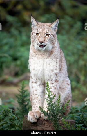 Einen einzigen europäischen Luchs sitzen auf einem Baumstamm Stockfoto