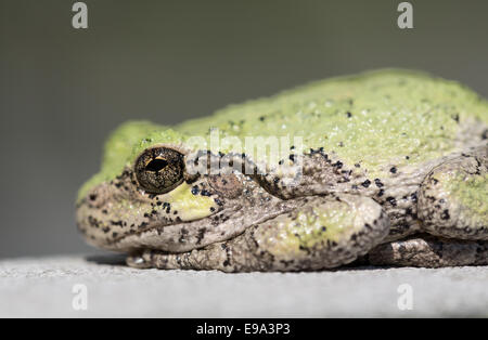 Engen Fokus auf Auge von Bullfrog oder Frosch Stockfoto