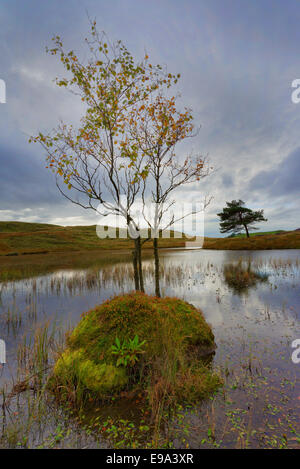 Ein einsamer Silver Birch tree erscheint Marooned auf einem Felsen in der Mitte von Kelly Halle Tarn in der Nähe von Coniston im Lake District Stockfoto