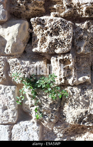 Nahaufnahme einer Wand mit Kurkar ein kalkhaltiger Sandstein oder Meer versteinerten Sanddünen in Israel üblich gebaut Stockfoto