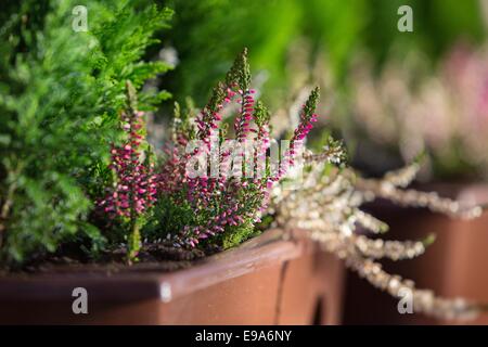 Nahaufnahme lila Heidekraut im Blumentopf Stockfoto