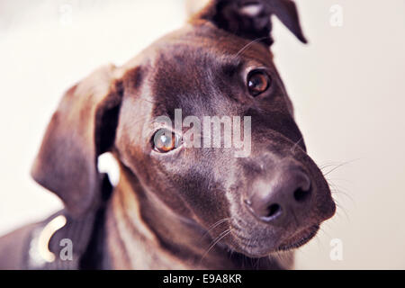 Braun-Labrador-Mix in die Kamera schauen Stockfoto