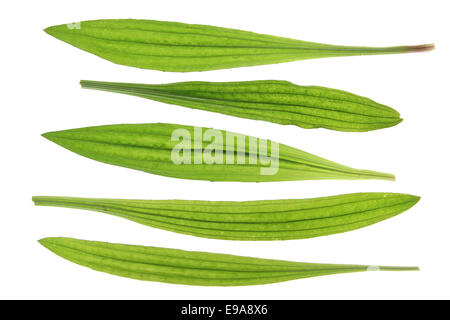 Spitzwegerich Spitzwegerich (Plantago Lanceolata) Stockfoto