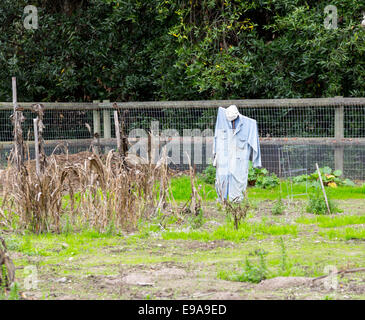 Alten Vogelscheuche im Gemüsegarten Stockfoto