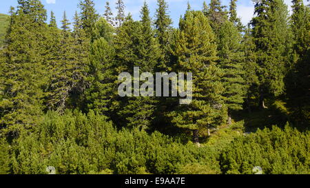 Nadelwald, Est Europe, Karpaten. Stockfoto