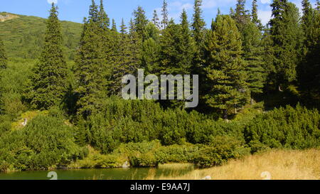 Nadelwald, Est Europe, Karpaten. Stockfoto