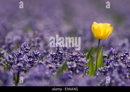 Gelbe Tulpe in einem Feld von lila Hyazinthe in der Nähe der beliebten Sehenswürdigkeit der Keukenhof in den Niederlanden, Europa. Stockfoto