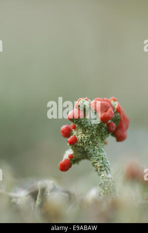 Flechten Sie mit Spore (Cladonia Fimbriata) Stockfoto