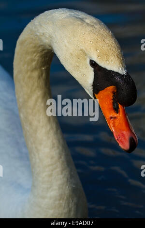 Höckerschwan (Cygnus Olor) Stockfoto