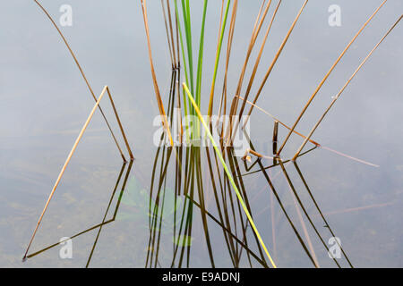 Leeres Bett von Schilf in Florida Everglades Stockfoto