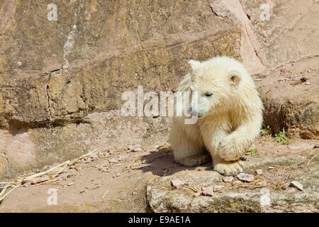 Eisbär (Ursus Maritimus) Stockfoto