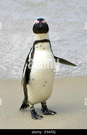 Afrikanische Pinguin (Spheniscus Demersus) spazieren am Strand. Südafrika Stockfoto