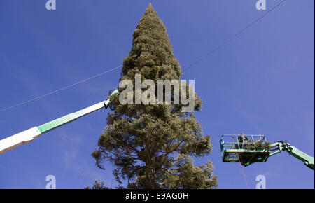 Los Angeles, USA. 22. Oktober 2014. Zwei Kräne installieren Zweige auf den Weihnachtsbaum im Citadel Outlets in Los Angeles, USA, 22. Oktober 2014. Ein riesiger Weihnachtsbaum befindet sich im Aufbau im Citadel Outlets in Los Angeles für das bevorstehende Weihnachtsgeschäft. Bildnachweis: Yang Lei/Xinhua/Alamy Live-Nachrichten Stockfoto