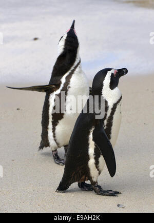 Afrikanische Pinguine (Spheniscus Demersus) spazieren am Strand. Südafrika Stockfoto