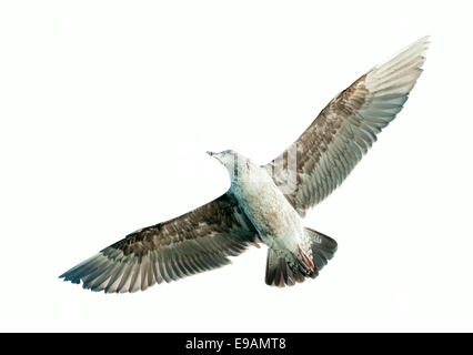 Fliegende Kelp Gull (Larus Dominicanus), auch bekannt als die Dominikaner Gül und schwarz unterstützt Kelp Gull. False Bay, Südafrika.  ISOL Stockfoto