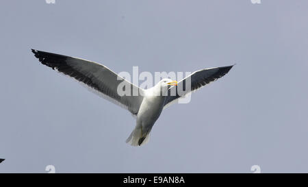 Fliegende Kelp Gull (Larus Dominicanus), auch bekannt als die Dominikaner Gül und schwarz unterstützt Kelp Gull. False Bay, Südafrika Stockfoto