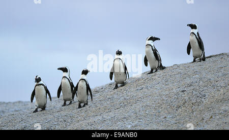 Afrikanische Pinguine (Spheniscus Demersus) in der Kolonie Felsbrocken. Südafrika Stockfoto