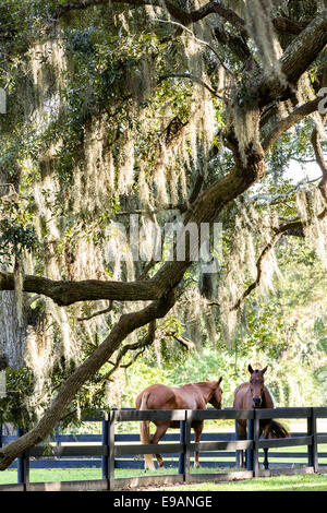 Pferde-Rest unter der Avenue of Oaks, behängt mit spanischem Moos bei Boone Hall Plantation in Mt. Pleasant, South Carolina. Stockfoto