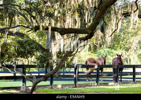 Pferde-Rest unter der Avenue of Oaks, behängt mit spanischem Moos bei Boone Hall Plantation in Mt. Pleasant, South Carolina. Stockfoto