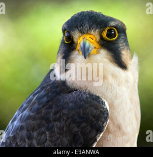 Porträt von Lanner Falke (Falco Biarmicus) Nahaufnahme Stockfoto
