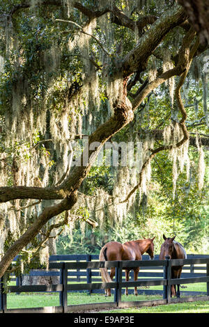 Pferde-Rest unter der Avenue of Oaks, behängt mit spanischem Moos bei Boone Hall Plantation in Mt. Pleasant, South Carolina. Stockfoto