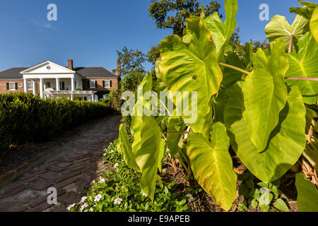 Die Colonial Revival-Plantage-Haus umgeben von englischen Gärten von Boone Hall Plantation in Mt Pleasant, South Carolina. Stockfoto