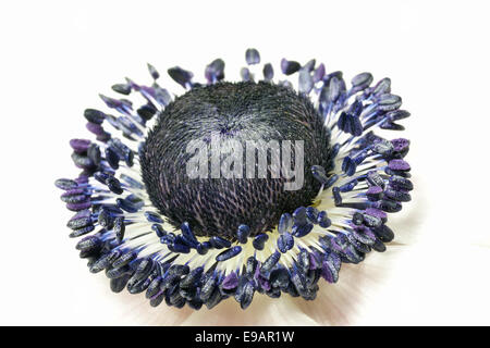 Anemone coronaria Stockfoto