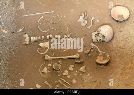 menschliches Skelett Stockfoto