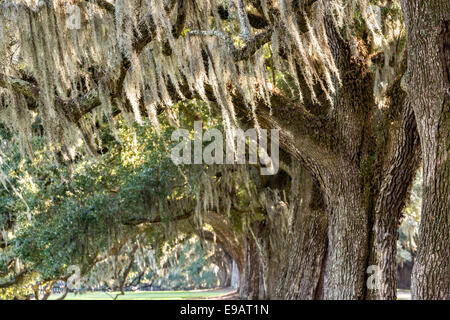 Allee der Eichen, behängt mit spanischem Moos bei Boone Hall Plantation in Mt. Pleasant, South Carolina. Stockfoto