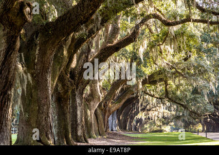 Allee der Eichen, behängt mit spanischem Moos bei Boone Hall Plantation in Mt. Pleasant, South Carolina. Stockfoto