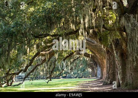 Allee der Eichen, behängt mit spanischem Moos bei Boone Hall Plantation in Mt. Pleasant, South Carolina. Stockfoto