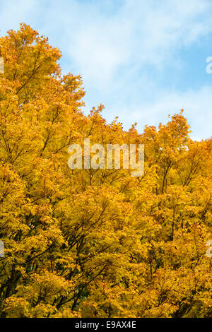 Acer Palmatum Sango Kaku Ahornbaum im Herbst Stockfoto