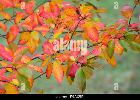 Nyssa Sylvatica "Wisley Bonfire". Black Gum 'Wisley Bonfire"Blätter im Herbst Stockfoto