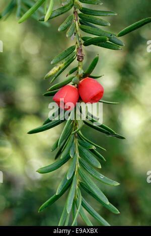 Paar leuchtend roten Beeren auf einem Eibe Stockfoto