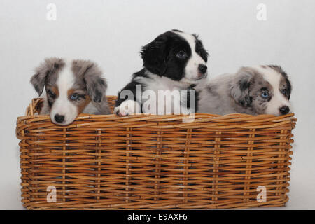 Drei Miniature Australian Shepherd Welpen sitzen in einem Korb Stockfoto