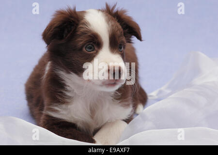 Miniature American Shepherd, auch Miniature Australian Shepherd Welpen, 7 Wochen Stockfoto