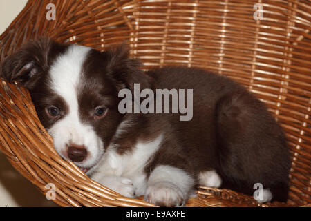 Miniature American Shepherd, auch Miniature Australian Shepherd Welpen, 7 Wochen, liegen in einem Korbstuhl Stockfoto