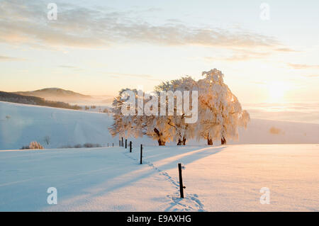 Schneebedeckte buchen (Fagus SP.) im Abendlicht, Schauinsland, Freiburg Im Breisgau, Schwarzwald, Baden-Württemberg Stockfoto