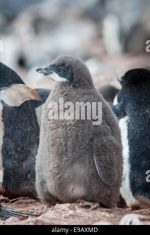 Adelie Penguin (Pygoscelis Adeliae), Küken, Paulet Island, antarktische Halbinsel, Antarktis Stockfoto