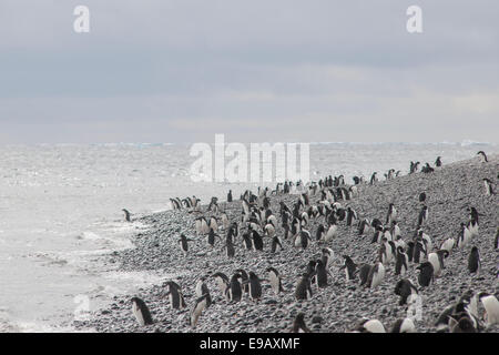 Adelie-Pinguine (Pygoscelis Adeliae), Kolonie, Paulet Island, antarktische Halbinsel, Antarktis Stockfoto