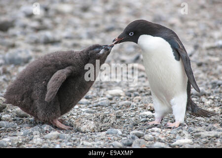 Adelie Penguin (Pygoscelis Adeliae) Fütterung eine Küken, Paulet Island, antarktische Halbinsel, Antarktis Stockfoto