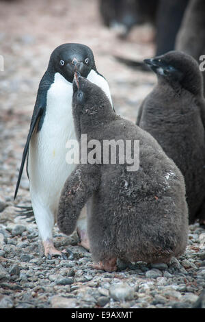 Adelie Penguin (Pygoscelis Adeliae) Fütterung eine Küken, Paulet Island, antarktische Halbinsel, Antarktis Stockfoto