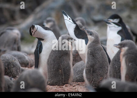 Pinguine Zügelpinguinen (Pygoscelis Antarcticus), Hannah Point, Livingston Island, Antarktis Stockfoto